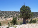 Chickpeas Field in Turkey