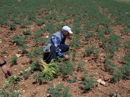 Chickpeas Field in Turkey