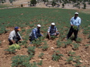 Chickpeas Field in Turkey