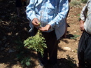 Chickpeas Field in Turkey