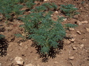 Chickpeas Field in Turkey