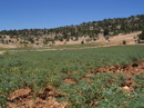 Chickpeas Field in Turkey