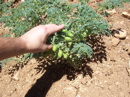 Chickpeas Field in Turkey